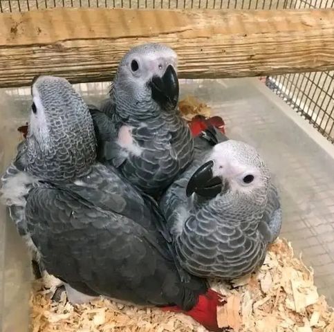 Graupapageien zu verkaufen Harmonisches Pärchen