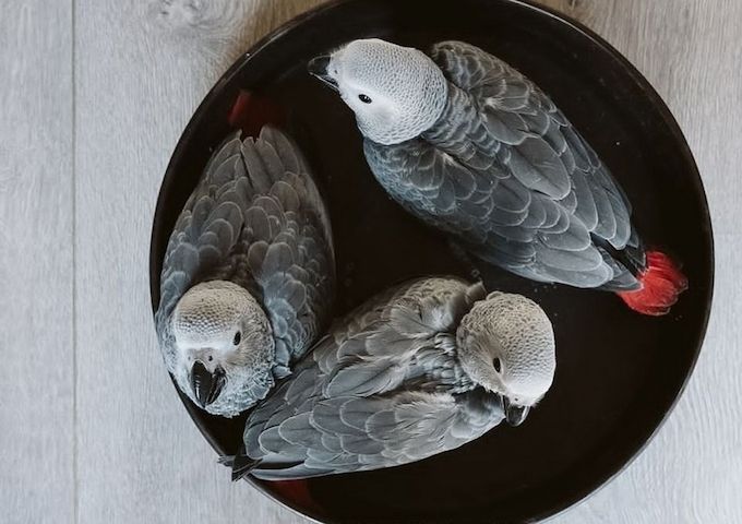 Graupapageien Baby