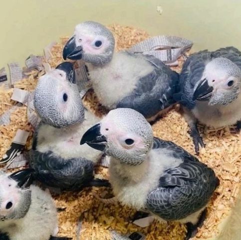 Graupapageien Baby