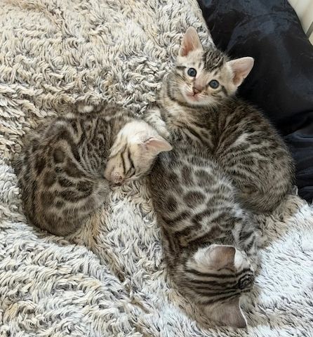 Ein hervorragender Wurf von 5 Bengalkitten