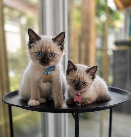 Wunderschöne Seal-Point- & Tortie-Point-Birmakitten