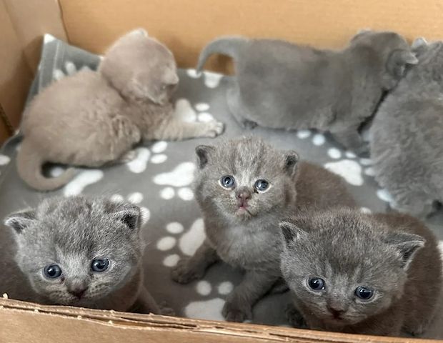 wunderschöne Britisch-Kurzhaar-Kitten