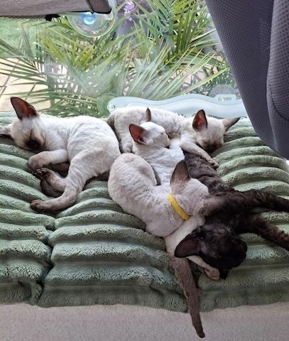 Wunderschöne Devon-Rex-Kitten