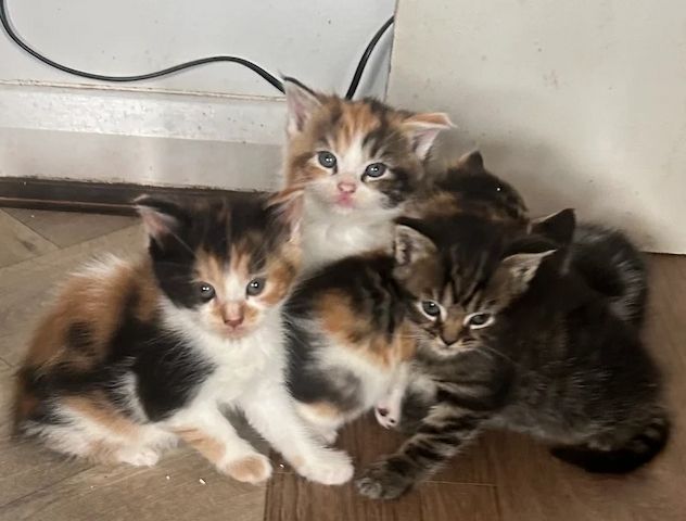 Maine-Coon-Kitten