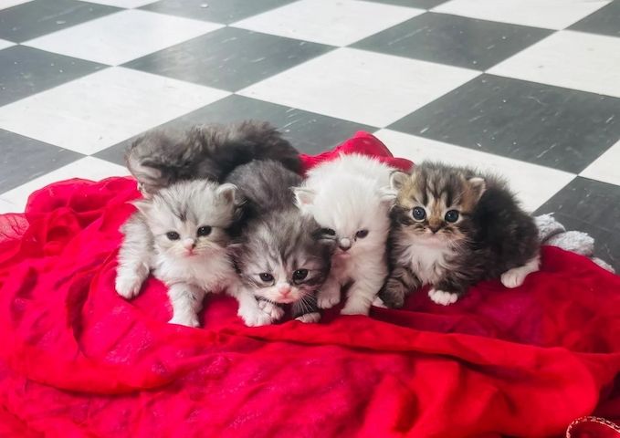Chinchilla-Perserkatzen