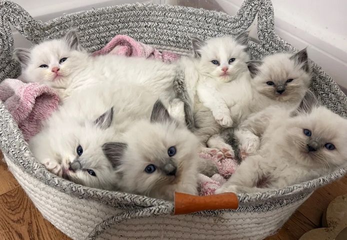 Drei wunderschöne Ragdoll-Kitten