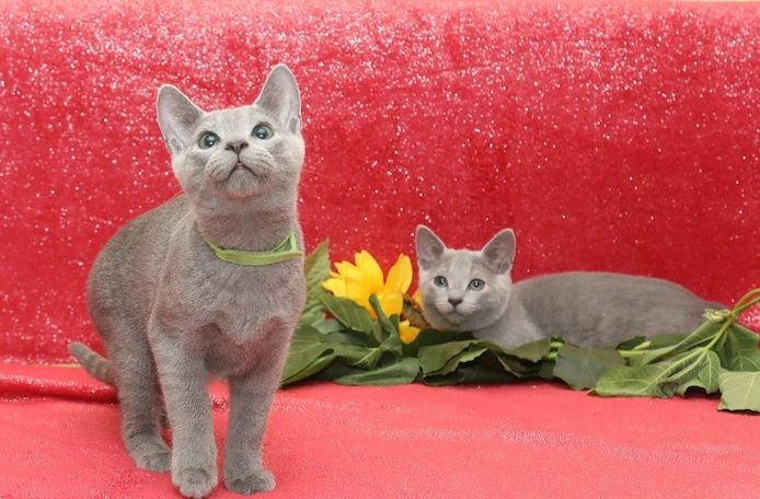 Russisch-Blau-Kitten – Reinrassig & liebevoll im Haus aufgezogen 🐾