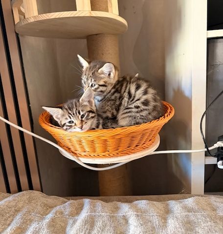 F4 Savannah-Kitten – Afrikanische Blutlinie