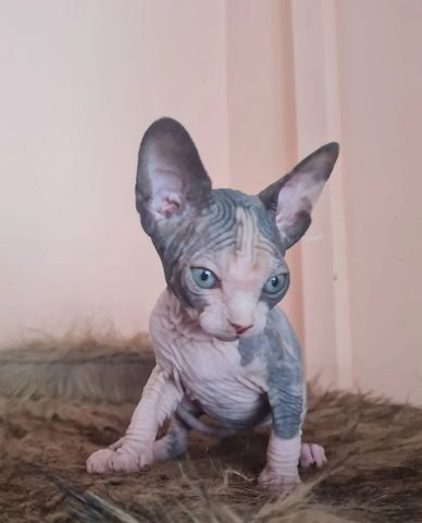 Wunderschöne Sphynx-Kitten