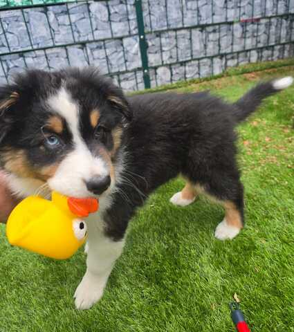 2 Australian Sheperd Welpen suchen Ihr Zuhause