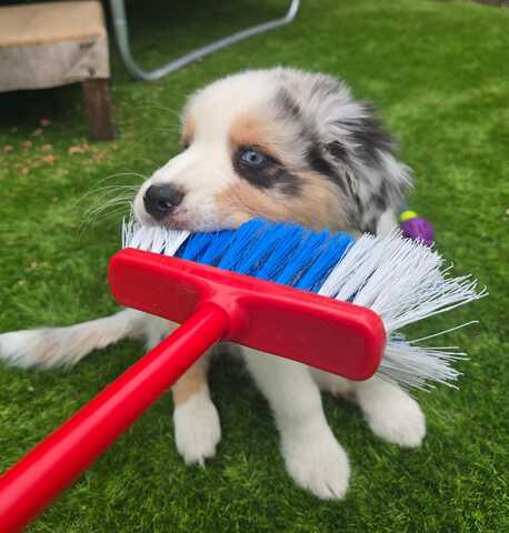2 Australian Sheperd Welpen suchen Ihr Zuhause