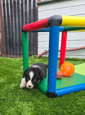 10 Supersüsse Australian Shepherd Welpen suchen zum 29.05.2026 ihr Für-immer-Zuhause