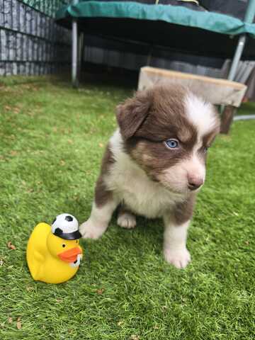 10 Supersüsse Australian Shepherd Welpen suchen zum 29.05.2026 ihr Für-immer-Zuhause