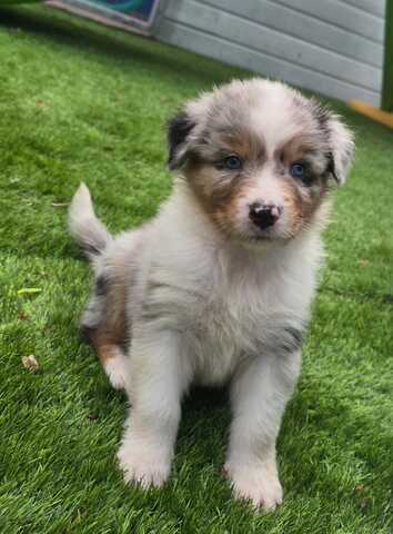 10 Supersüsse Australian Shepherd Welpen suchen zum 29.05.2026 ihr Für-immer-Zuhause