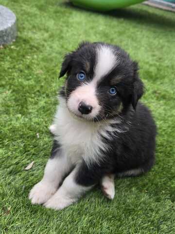 10 Supersüsse Australian Shepherd Welpen suchen zum 29.05.2026 ihr Für-immer-Zuhause