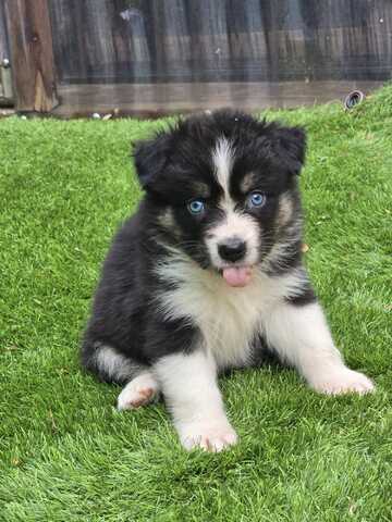 10 Supersüsse Australian Shepherd Welpen suchen zum 29.05.2026 ihr Für-immer-Zuhause