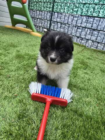 10 Supersüsse Australian Shepherd Welpen suchen zum 29.05.2026 ihr Für-immer-Zuhause