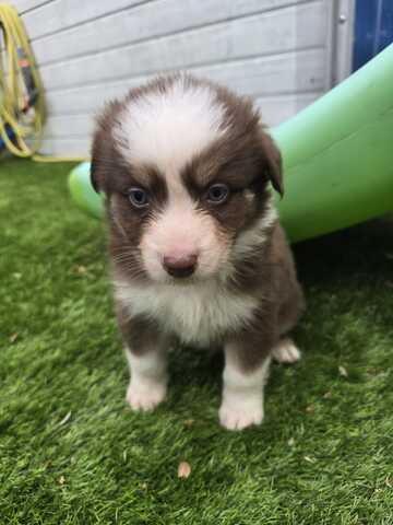 10 Supersüsse Australian Shepherd Welpen suchen zum 29.05.2026 ihr Für-immer-Zuhause