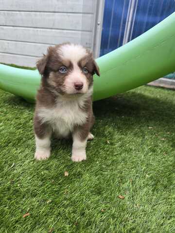 10 Supersüsse Australian Shepherd Welpen suchen zum 29.05.2026 ihr Für-immer-Zuhause
