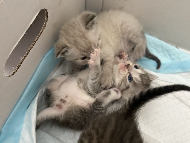 Katze Baby Kitten BKH