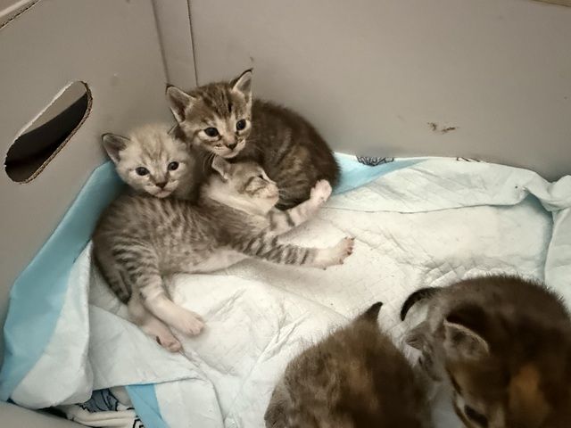 Katze Baby Kitten BKH