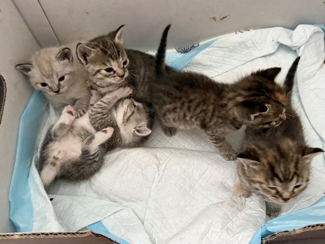 Katze Baby Kitten BKH