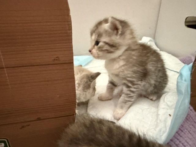 Katze Baby Kitten BKH