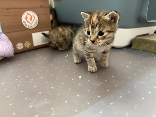 Katze Baby Kitten BKH