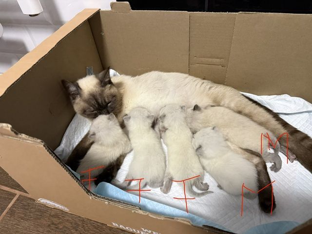 Katze Babies Kitten weiss BKH