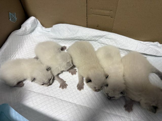 Katze Babies Kitten weiss BKH