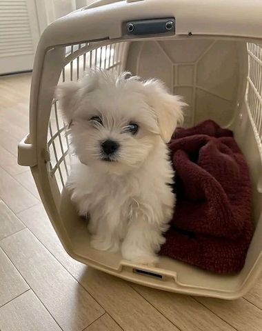 Maltese puppies for sale