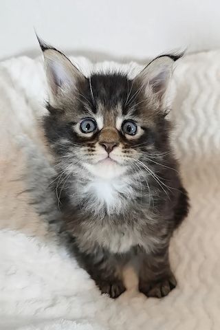 Reinrassige Maine Coon kitten mit Stammbaum