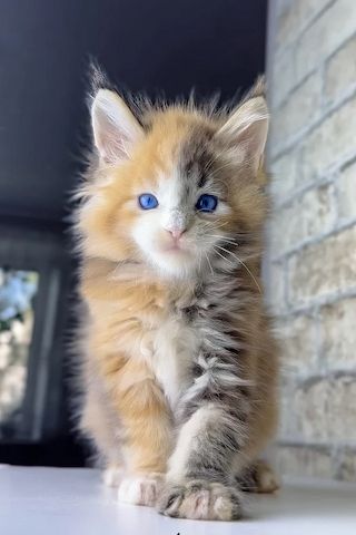 Süße Maine Coon Kätzin sucht noch neues Schmusepersonal!