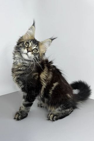 Wunderschöne Maine Coon Kitten mit Stammbaum