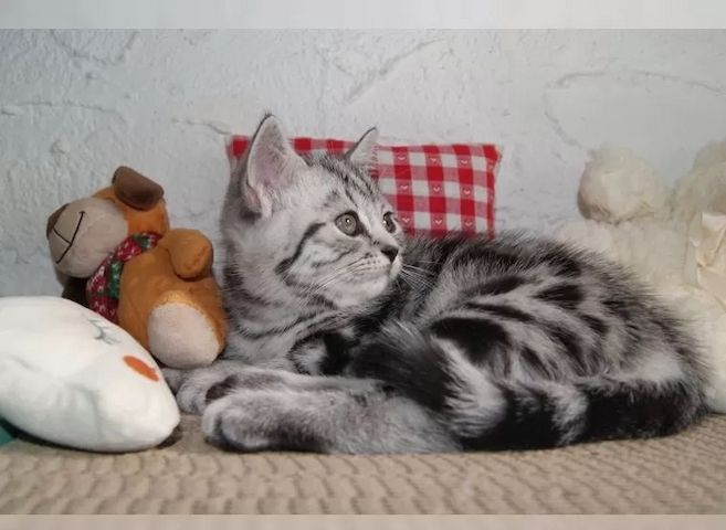 Wunderschöne BKH Kitten (Black Silver Tabby)
