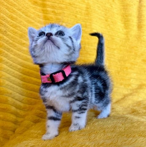 BKH Britisch kurzhaar Kitten Reinrassig -sofort abholbereit