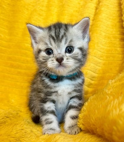 Liebevolle BKH Britisch Kurzhaar Kitten