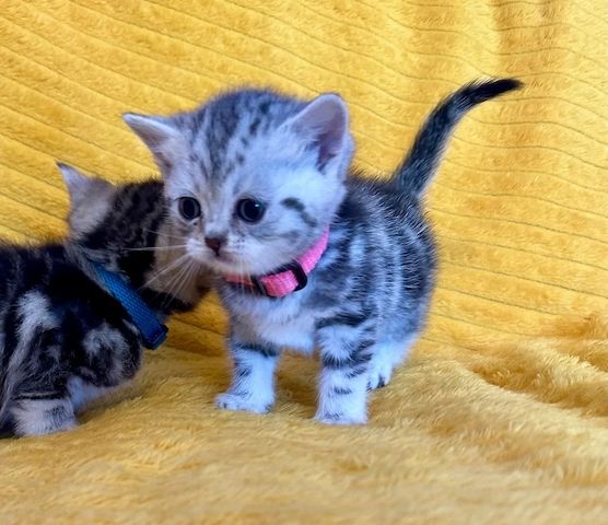 Wunderschöne Britisch Kurzhaar Kitten BKH suchen ein Zuhause