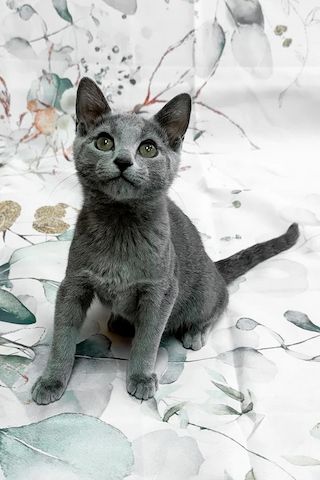 Russisch Blau Kitten mit Stammbaum aus liebevoller Familienaufzucht