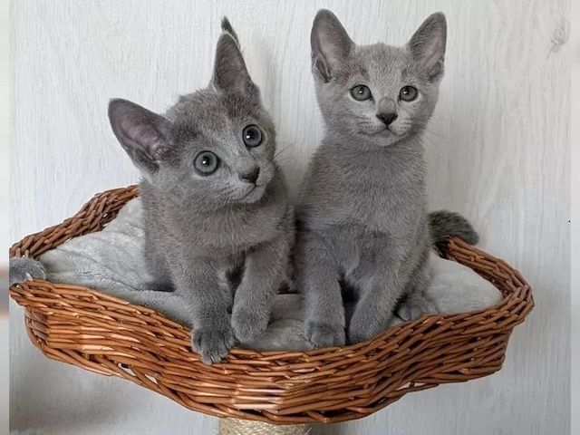 Reinrassige Russisch Blau Kitten mit Stammbaum