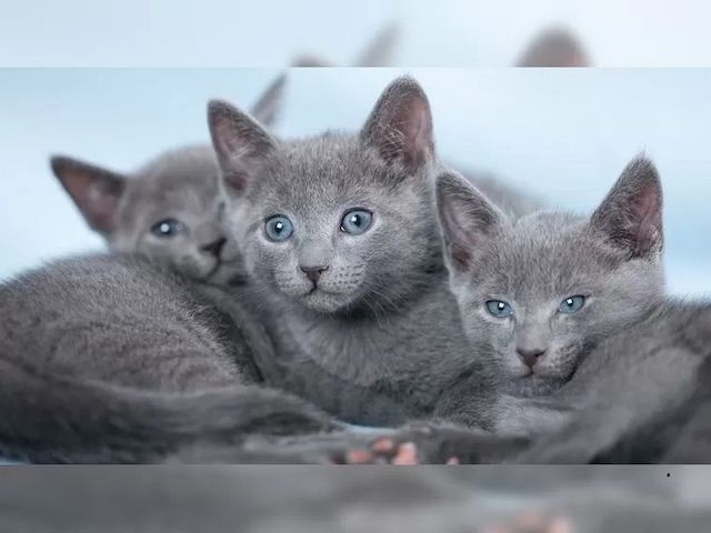 Süße Reinrassige Russisch Blau Kitten mit Stammbaum
