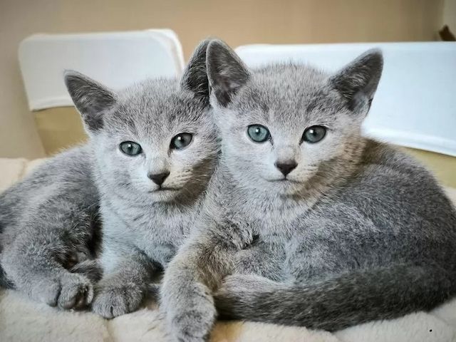 Reinrassige Russisch Blau Kitten Katzen (Stammbaum)