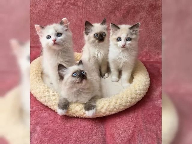 Wunderschöne Ragdoll Kitten suchen ein liebevolles Zuhause