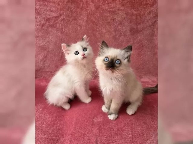 Ragdoll Kätzchen mit Stammbaum
