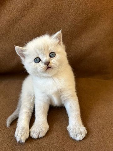 Babykitten