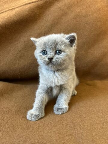 Babykitten