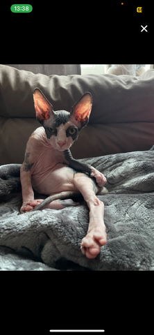 Sphynx kitten