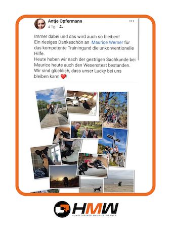 Professionelles Hundetraining – Persönlich oder auch via Video