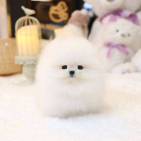 Reinrassige Pomeranian Zwergspitz Welpen mit Stammbaum