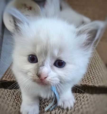 Ragdoll-Kitten abzugeben